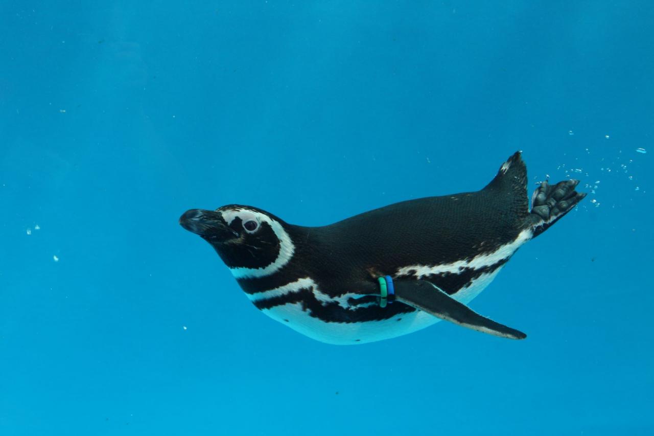  上越市立水族博物館 うみがたり