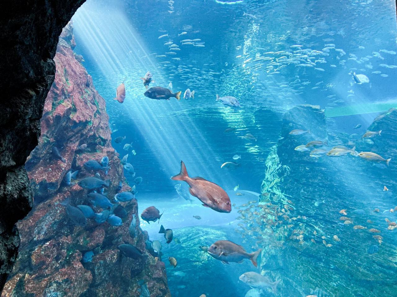  上越市立水族博物館 うみがたり